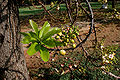 Naglingam (Couroupita guianensis) young leaves with trunk & flowers in Hyderabad, AP W IMG 6610.jpg