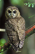 Northern Spotted Owl.USFWS-thumb.jpg