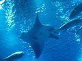 Oceanarium rayfish2.JPG