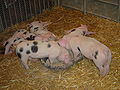 Piglets DSC03981.jpg