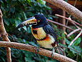 Pteroglossus torquatus -Macaw Mountain Bird Park -8b.jpg