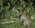 Puma concolor coryi.jpg