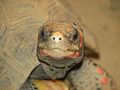 Red-Footed Tortoise.jpg