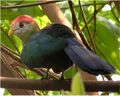 Red crested turaco.jpg