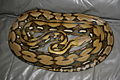 Reticulated python MP1.JPG