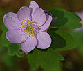 Rue-Anemone Thalictrum thalictroides Pink Form Flower Crop 1683px.jpg