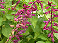 Salvia splendens 'Paul' Flowers 3264px.jpg