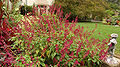 Salvia splendens 'Paul' Patch 2850px.jpg