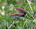 Scaly breasted munia feeding.jpg