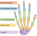 Изображение - Первых межфаланговых суставов 120px-Scheme_human_hand_bones-en.svg