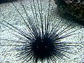 Sea Urchin in Shedd Aquarium (Chicago, IL) 28Nov07.JPG