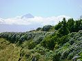 Serra do Topo, hortencias em flor, Complexo Vulcânico do Topo, ilha de São Jorge, Açores, Portugal.JPG