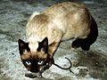 Siamese cat catching a mouse.jpg