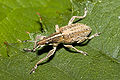 Sitona.gressorius.7384.jpg