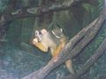 Squirrel Monkey Bronx Zoo.jpg