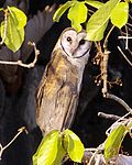 Sulawesi owl Q0S0008.jpg.jpg