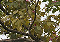 Tabebuia impetiginosa (Pink Trumpet tree) in Hyderabad, AP W IMG 2609.jpg