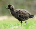 Tasmanian-Native-hen-Chick.jpg
