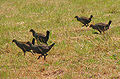 Tasmanian Native-hens, Bruny Island.jpg