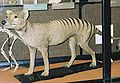 Thylacine-tring.jpg