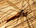Tipula oleracea01.jpg