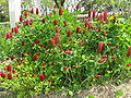 Trifolium incarnatum1.jpg