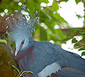 Victoria Crowned Pigeon Goura victoria Head 2200px.jpg