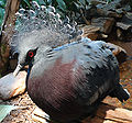 Victoria Crowned Pigeon closeup.jpg