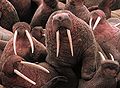 Для чего нужны клыки. Смотреть фото Для чего нужны клыки. Смотреть картинку Для чего нужны клыки. Картинка про Для чего нужны клыки. Фото Для чего нужны клыки
