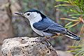 White-Breasted Nuthatch.jpg