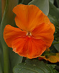 Pansy Viola x wittrockiana 'Delta Pure Deep Orange' Flower 1534px.jpg