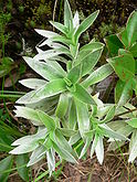 Helichrysum heliotropifolium P1180690.jpg