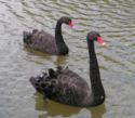 Black Swans.jpg