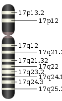 Chromosome 17.svg
