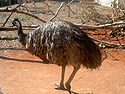 Emu showing feet.jpg