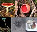 Fungi collage.jpg