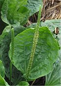 Grote weegbree bloeiwijze Plantago major subsp. major.jpg