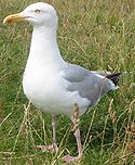 Helgoland Möwe beringt 22106s.jpg