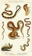 Наука изучающая змей называется – герпетолог, кто это?