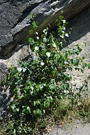 Betula - Birke an Felswand.jpg