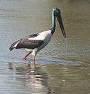 Black necked Stork I2-Bharatpur IMG 8533.jpg