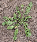 Herderstasje bladrozet (Capsella bursa-pastoris) .jpg