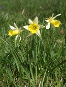 Narcissus pseudonarcissus 030405.jpg