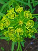 Euphorbia esula 002.JPG