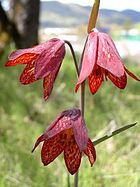 Fritillaria gentneri.JPG