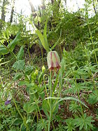 Fritillaria gussichiae 2.jpg