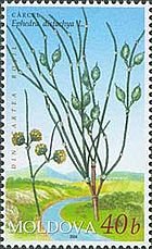 Stamp of Moldova md501.jpg