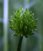 Ranunculus acris Fruchtstand.jpg