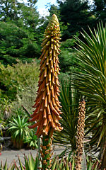 Aloe africana 2.jpg