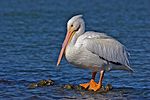 American White Pelican - natures pics.jpg